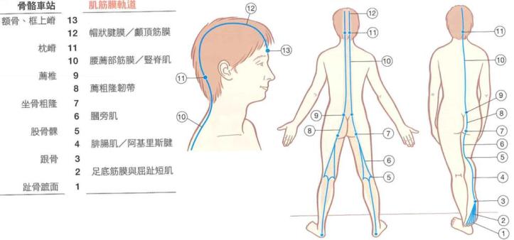 人體的筋膜線2