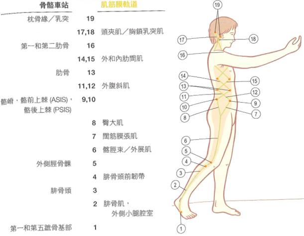 人體的筋膜線6
